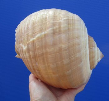 Large Tonna Galea Shell, 7-1/2 by 6-1/2 inches (split at edge) - Buy this for $12.99