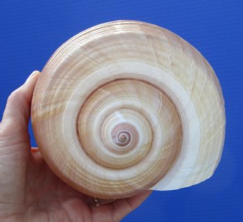 Large Tonna Galea Shell, 7-1/2 by 6-1/2 inches (split at edge) - Buy this for $12.99