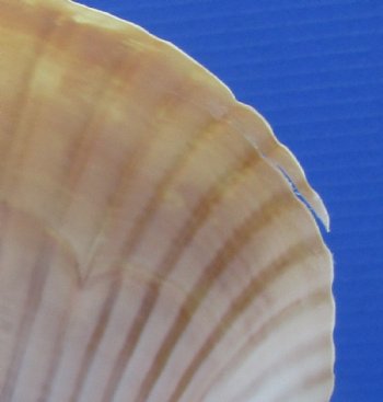 Large Tonna Galea Shell, 7-1/2 by 6-1/2 inches (split at edge) - Buy this for $12.99