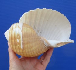 Large Tonna Galea Shell, 7-1/8 by 5 inches - Buy this for $14.99