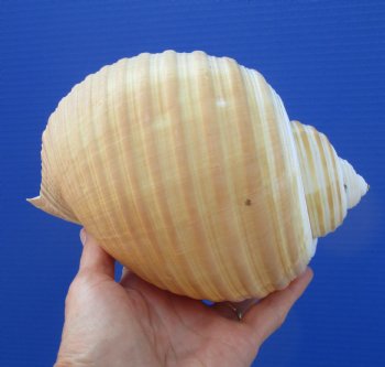 Large Tonna Galea Shell, 7-1/8 by 5 inches - Buy this for $14.99