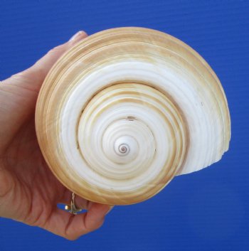 Large Tonna Galea Shell, 7-1/8 by 5 inches - Buy this for $14.99
