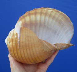 Large Tonna Galea Shell, 7-1/8 by 5-1/2 inches - Buy this for $14.99