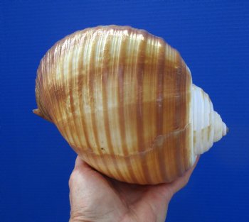 Large Tonna Galea Shell, 7-1/8 by 5-1/2 inches - Buy this for $14.99