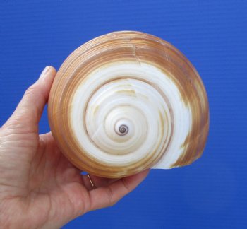 Large Tonna Galea Shell, 7-1/8 by 5-1/2 inches - Buy this for $14.99
