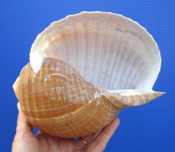 Large Tonna Galea Shell, 7-1/4 by 5-7/8 inches - Buy this for $14.99