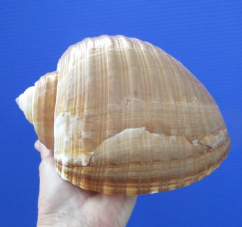 Large Tonna Galea Shell, 7-1/4 by 5-7/8 inches - Buy this for $14.99