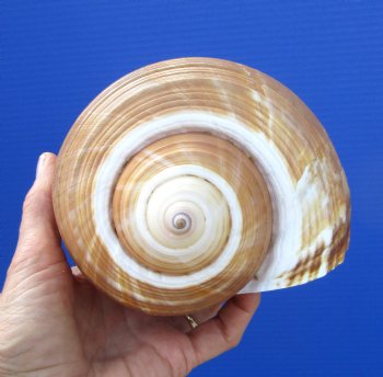 Large Tonna Galea Shell, 7-1/4 by 5-7/8 inches - Buy this for $14.99