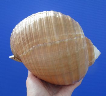 Large Tonna Galea Shell, 7-1/4 by 5-7/8 inches - Buy this for $14.99