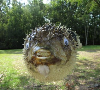 Hanging Dried Porcupine Fish (10.75X7) <font color=red> With Very Sharp Spines </font> - Buy for $19.99