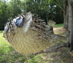 Hanging Dried Porcupine Fish (10.75X7) <font color=red> With Very Sharp Spines </font> - Buy for $19.99