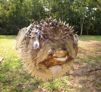 Hanging Dried Porcupine Fish (10.75X7) <font color=red> With Very Sharp Spines </font> - Buy for $19.99