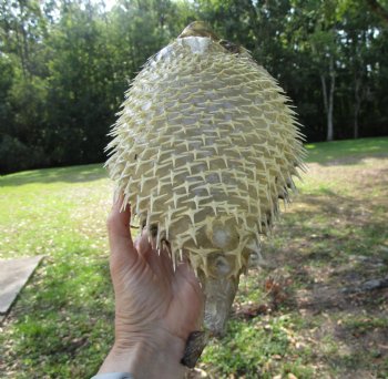 Hanging Dried Porcupine Fish (10.75X7) <font color=red> With Very Sharp Spines </font> - Buy for $19.99