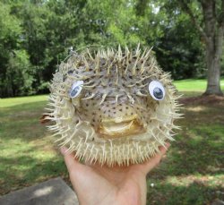 Hanging Dried Porcupine Fish (11.75x7.50) <font color=red> With Very Sharp Spines </font> - Buy for $19.99