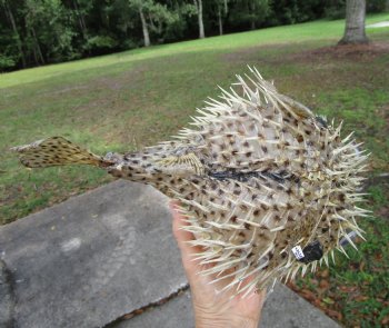 Hanging Dried Porcupine Fish (11.75x7.50) <font color=red> With Very Sharp Spines </font> - Buy for $19.99