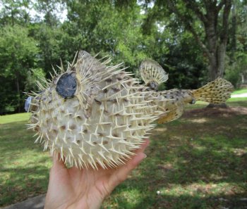 Hanging Dried Porcupine Fish (11.75x7.50) <font color=red> With Very Sharp Spines </font> - Buy for $19.99