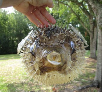 Hanging Dried Porcupine Fish (11X7) <font color=red> With Very Sharp Spines </font> - Buy for $19.99