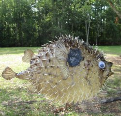 Hanging Dried Porcupine Fish (11X7) <font color=red> With Very Sharp Spines </font> - Buy for $19.99