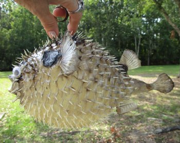 Hanging Dried Porcupine Fish (11X7) <font color=red> With Very Sharp Spines </font> - Buy for $19.99