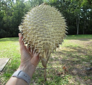 Hanging Dried Porcupine Fish (11X7) <font color=red> With Very Sharp Spines </font> - Buy for $19.99