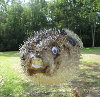 Hanging Dried Porcupine Fish (11X7) <font color=red> With Very Sharp Spines </font> - Buy for $19.99