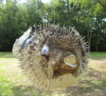 Hanging Dried Porcupine Fish (11X7) <font color=red> With Very Sharp Spines </font> - Buy for $19.99