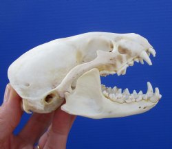 Badger Skull (4-3/8") - Buy this for $64.99
