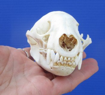 Badger Skull (4-3/8") - Buy this for $64.99