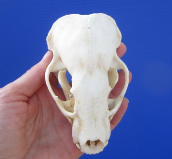 Badger Skull (4-3/8") - Buy this for $64.99