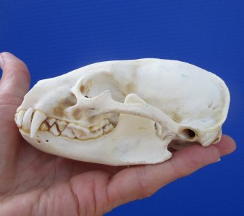 Badger Skull (4-3/8") - Buy this for $64.99
