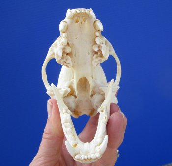 Badger Skull (4-3/8") - Buy this for $64.99
