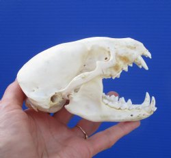 5 inches Badger Skull - $64.99