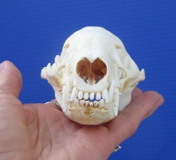 5 inches Badger Skull - $64.99