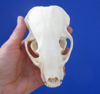 5 inches Badger Skull - $64.99