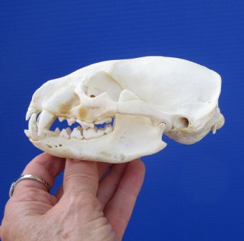 5 inches Badger Skull - $64.99