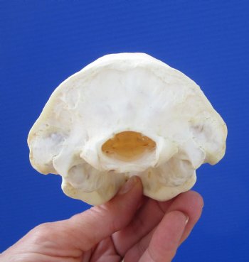 5 inches Badger Skull - $64.99