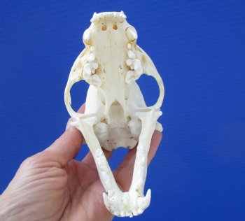 5 inches Badger Skull - $64.99