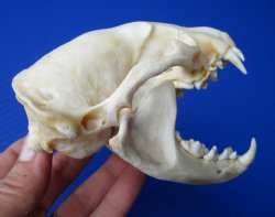 Badger Skull (4-3/8") - Buy this for $64.99