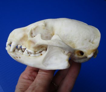 Badger Skull (4-3/8") - Buy this for $64.99