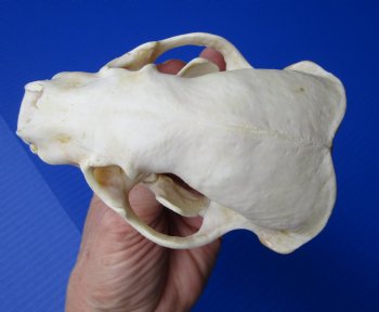 Badger Skull (4-3/8") - Buy this for $64.99