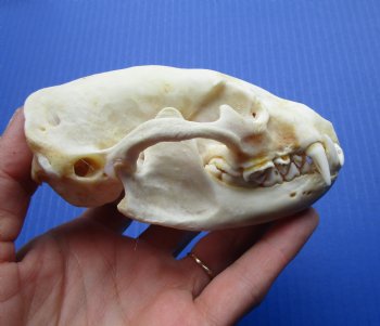 Badger Skull (4-3/8") - Buy this for $64.99