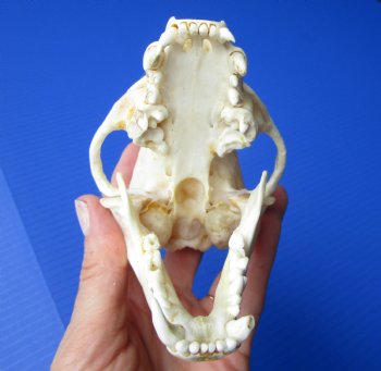 Badger Skull (4-3/8") - Buy this for $64.99