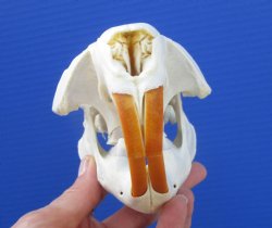 Large North American Beaver Skull (5-3/8") for $43.99