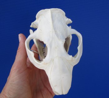 Large North American Beaver Skull (5-3/8") for $43.99