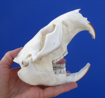 Large North American Beaver Skull (5-3/8") for $43.99