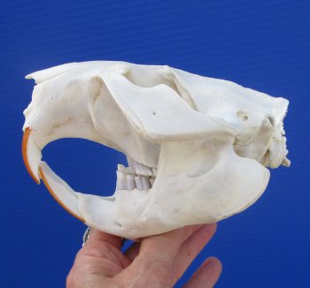 Large North American Beaver Skull (5-3/8") for $43.99