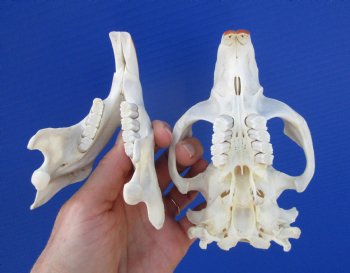 Large North American Beaver Skull (5-3/8") for $43.99