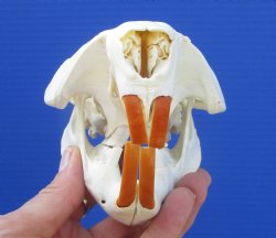 Beaver Skull (4-7/8") for $43.99