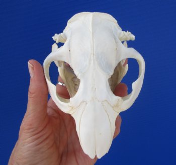 Beaver Skull (4-7/8") for $43.99