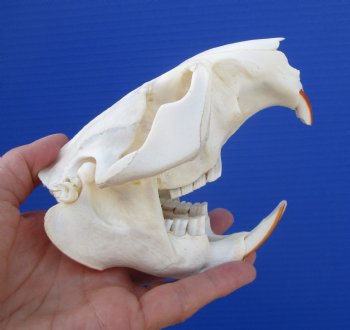 Beaver Skull (4-7/8") for $43.99
